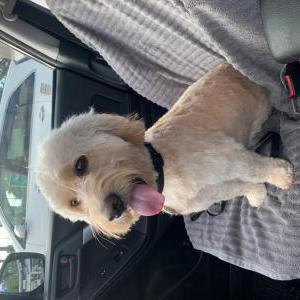 Lost Dog Zipper
