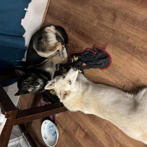 Lost Dog Luna
