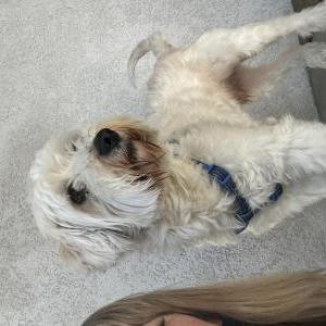Lost Dog Unknown