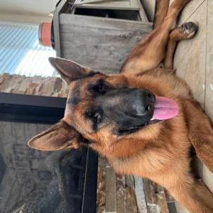 Lost Dog Bear