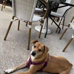 Image of Olivian, Lost Dog