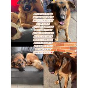 Lost Dog Lucky