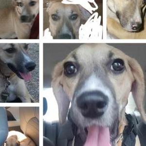 Lost Dog Kandi
