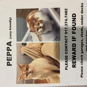 Lost Cat Peppa