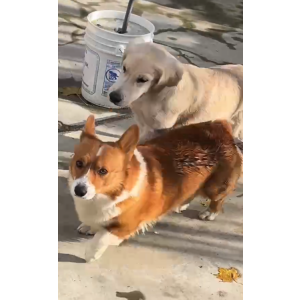 Lost Dog rich