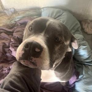 Image of King, Lost Dog