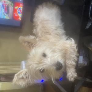 Lost Dog Scottie