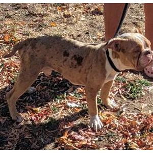 Image of unknown, Found Dog