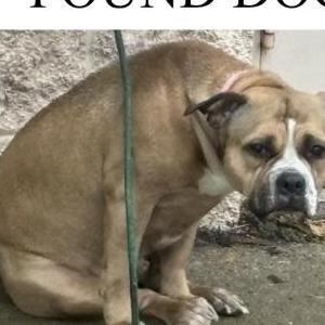 Image of Unknown, Found Dog