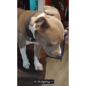 Lost Dog PIPER