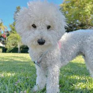Lost Dog Pepper