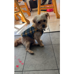 Image of Peluchin, Lost Dog