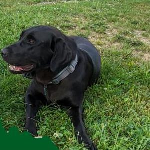 Lost Dog Pepsi