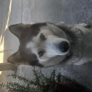 Image of Unknown, Found Dog