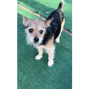 Image of Patsy, Lost Dog