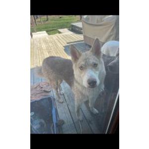 Lost Dog Reiley
