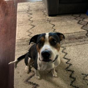Image of Scooter, Lost Dog