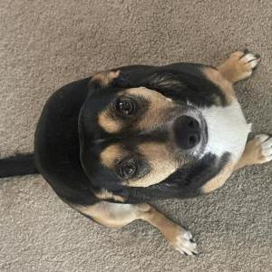 Image of snookie, Lost Dog
