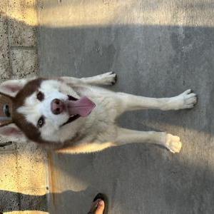 Image of Unknown, Found Dog