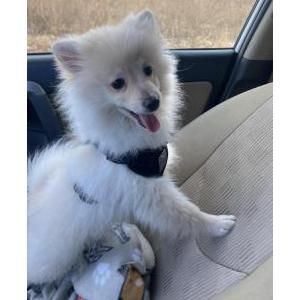 Image of Marshmallow, Lost Dog