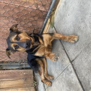 Image of Kimba, Lost Dog