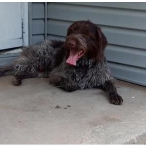 Lost Dog Nucky