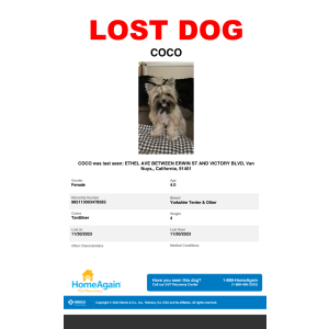 Image of Co Co, Lost Dog