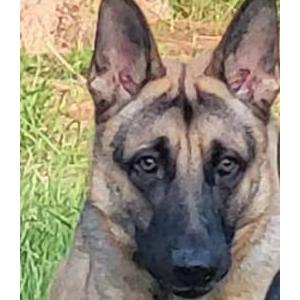 Image of COCO, Lost Dog