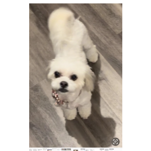 Lost Dog Missy