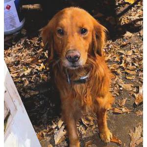 Image of Zane, Lost Dog
