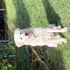 Image of Unsure, Found Dog