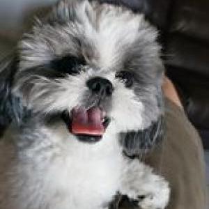 Image of Rocky Hernandez, Lost Dog