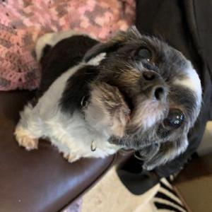 Lost Dog Fritz