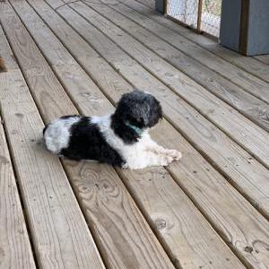 2nd Image of Fritz, Lost Dog