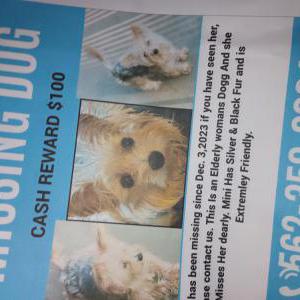 Image of Mini, Lost Dog