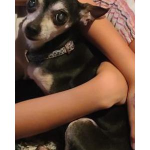 Image of Pebbles, Lost Dog