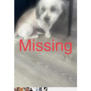 Image of Rookie, Lost Dog