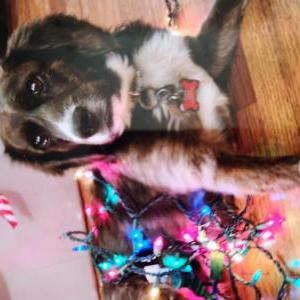 Image of Lucy, Lost Dog