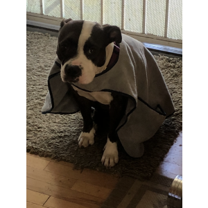 Image of Zadie, Lost Dog
