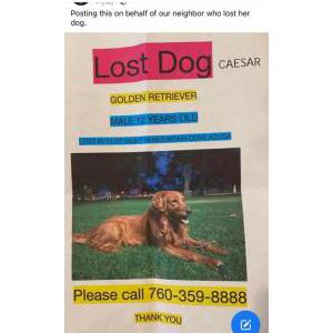 Lost Dog Caesar