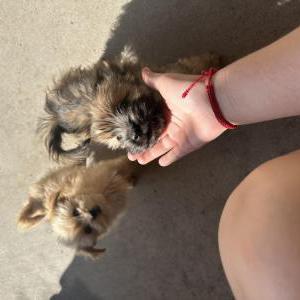 Image of Minnie and choco, Lost Dog