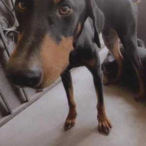 Image of Rocket, Lost Dog