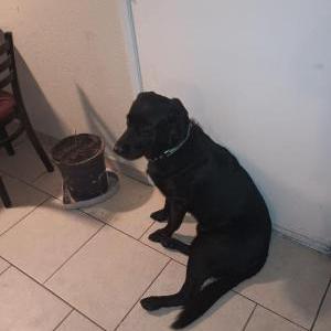 Image of Buddy, Lost Dog