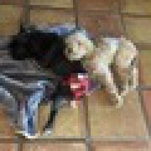 Image of Nico, Lost Dog