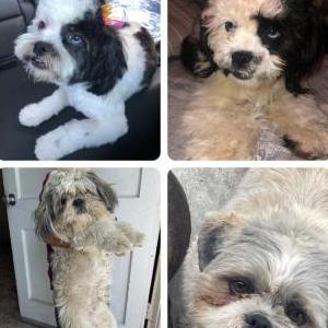 Image of Mila, Lost Dog