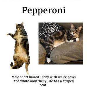 Lost Cat Pepperoni