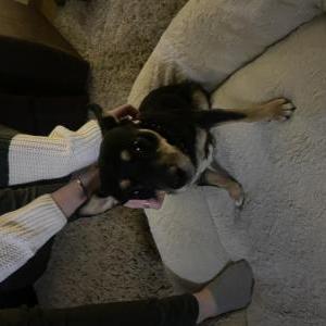 Found Dog Unknown