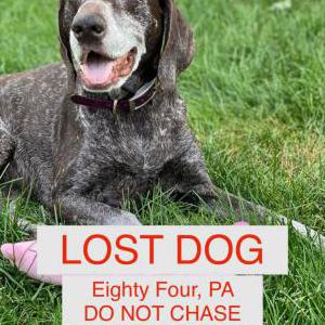 Lost Dog Layla