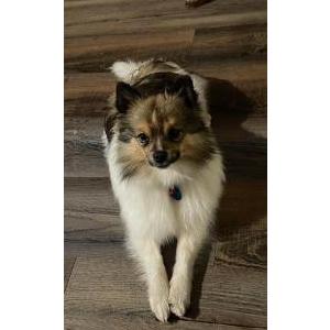 Lost 1 Badger (WA)