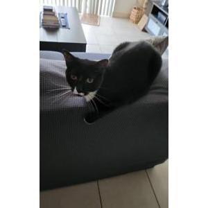 Lost 2 Sylvester (FL)